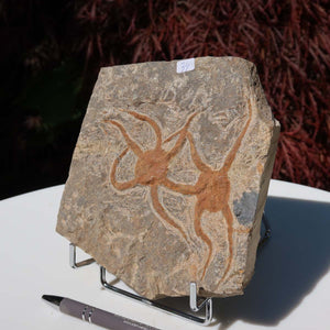 Versteinertes Fossil - Seestern (Schlangensterne Ophiura sp.) 465 Millionen Jahre - 15x15 cm - Nr. 34