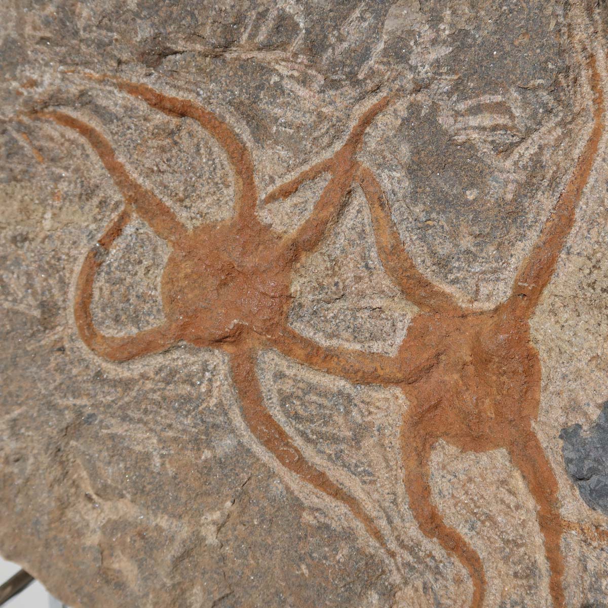 Versteinertes Fossil - Seestern (Schlangensterne Ophiura sp.) 465 Millionen Jahre - 15x15 cm - Nr. 34, Steinplatte mit feinen Details