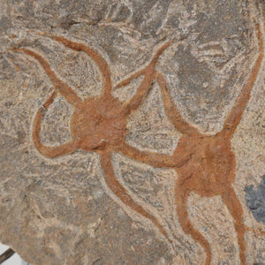 Versteinertes Fossil - Seestern (Schlangensterne Ophiura sp.) 465 Millionen Jahre - 15x15 cm - Nr. 34