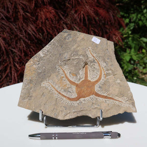 Versteinertes Fossil - Seestern (Schlangensterne Ophiura sp.) 465 Millionen Jahre - 15x19 cm - Nr. 35 in Marokko entdeckt.