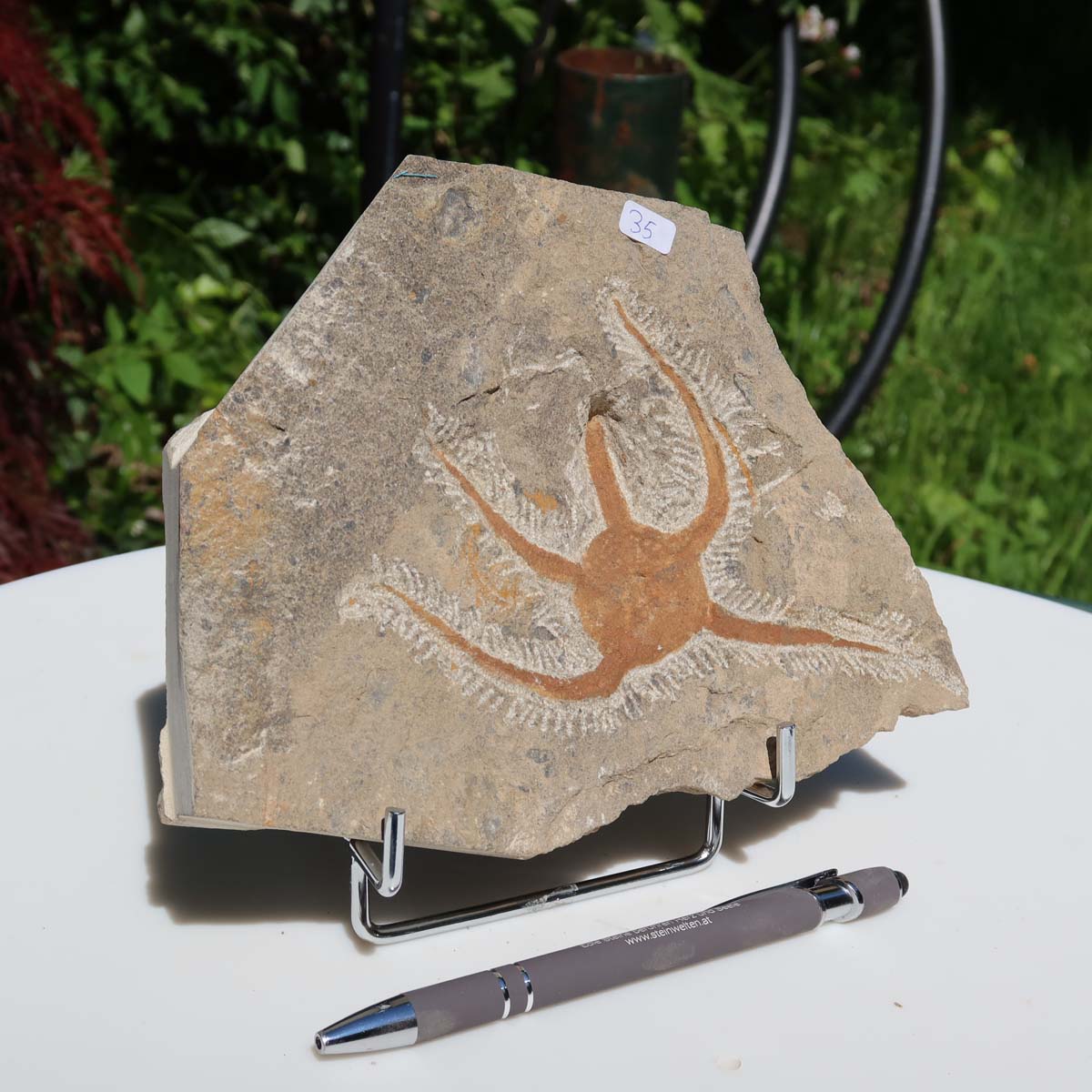 Versteinertes Fossil - Seestern (Schlangensterne Ophiura sp.) 465 Millionen Jahre - 15x19 cm - Nr. 35 in Marokko entdeckt.