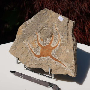 Versteinertes Fossil - Seestern (Schlangensterne Ophiura sp.) 465 Millionen Jahre - 15x19 cm - Nr. 35, ausgestellt auf einem Tisch.