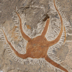 Versteinertes Fossil - Seestern (Schlangensterne Ophiura sp.) 465 Millionen Jahre - 15x19 cm - Nr. 35, Nahaufnahme des Fossils
