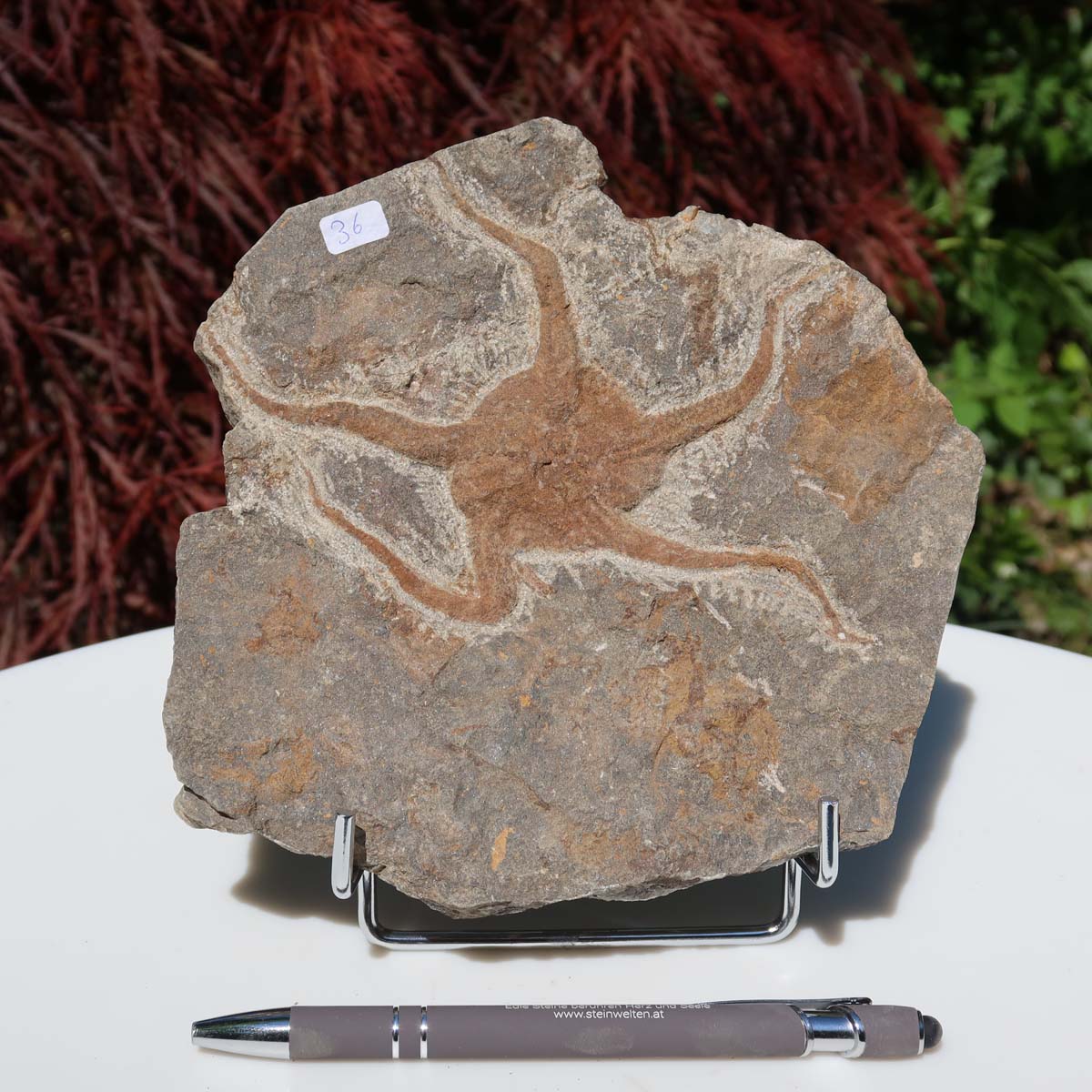 Versteinertes Fossil - Seestern (Schlangensterne Ophiura sp.) 465 Millionen Jahre - 17x16 cm - Nr. 36 auf Ständer
