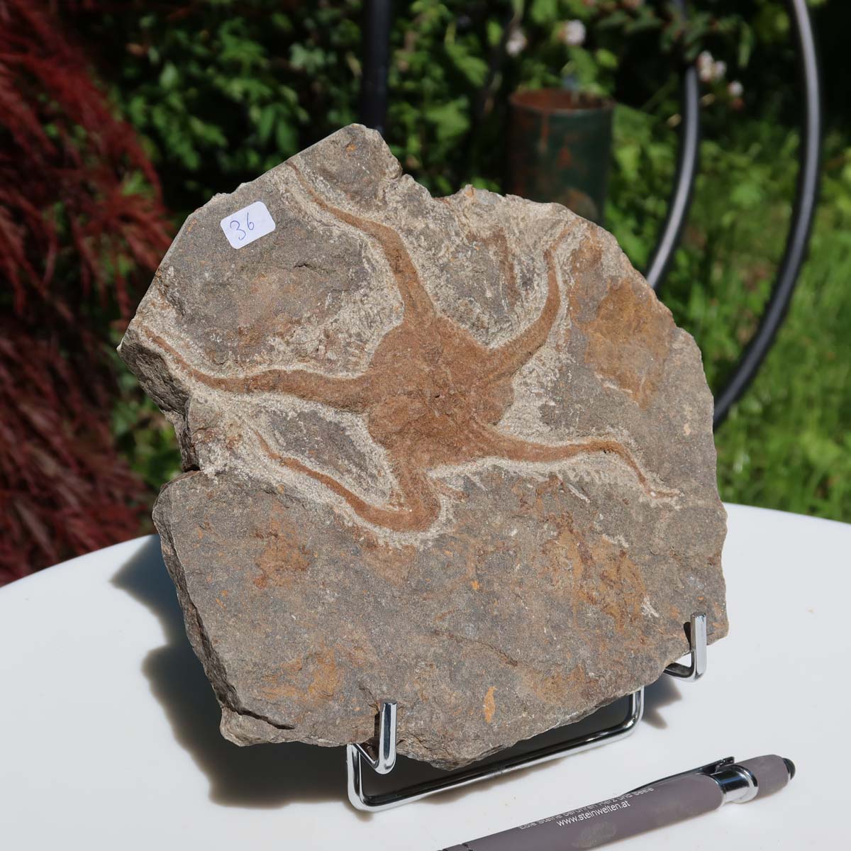 Versteinertes Fossil - Seestern (Schlangensterne Ophiura sp.) 465 Millionen Jahre - 17x16 cm - Nr. 36 auf Ständer
