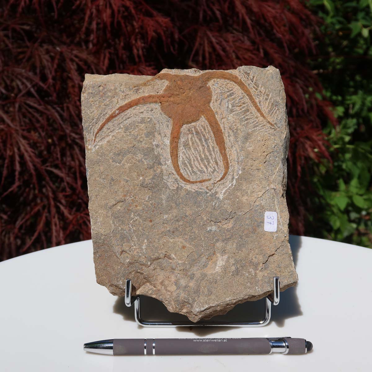Versteinertes Fossil - Seestern (Schlangensterne Ophiura sp.) 465 Millionen Jahre - 17x14 cm - Nr. 37, detailreicher Fossil-Eindruck