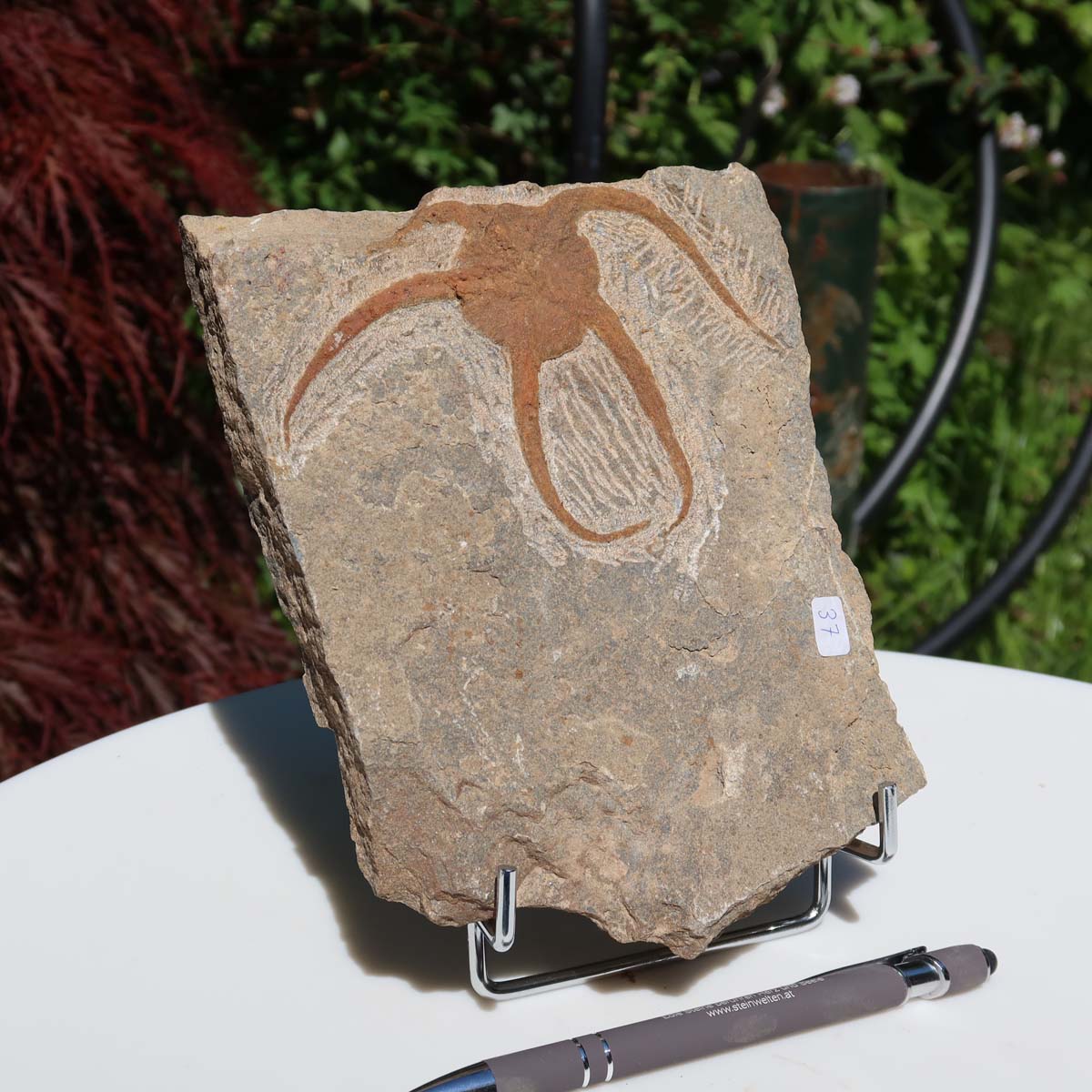 Versteinertes Fossil - Seestern (Schlangensterne Ophiura sp.) 465 Millionen Jahre - 17x14 cm - Nr. 37, detailreicher Fossil-Eindruck