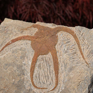 Versteinertes Fossil - Seestern (Schlangensterne Ophiura sp.) 465 Millionen Jahre - 17x14 cm - Nr. 37, Naturkunstwerk aus Marokko