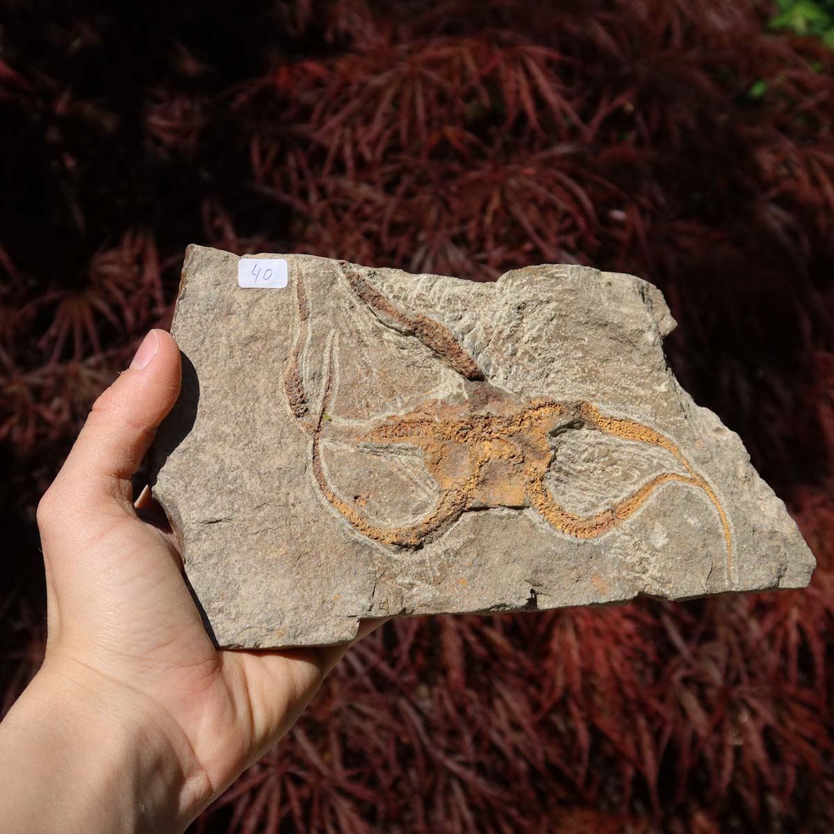 Versteinertes Fossil - Seestern (Schlangensterne Ophiura sp.) 465 Millionen Jahre - 18x11 cm - Nr. 40 in Hand gehalten