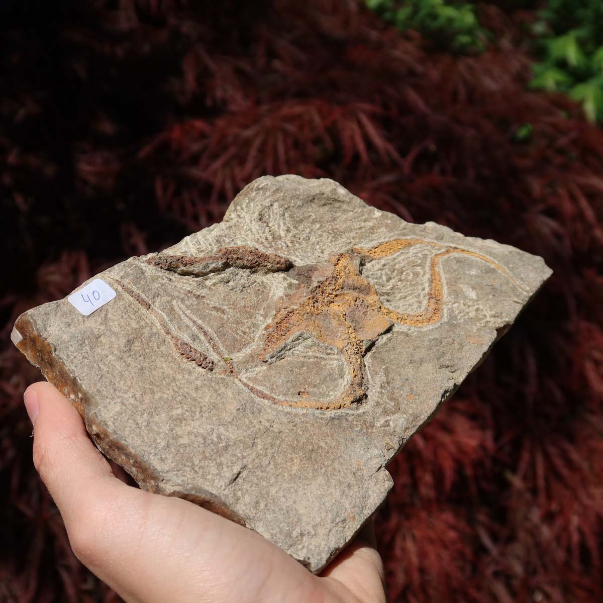 Versteinertes Fossil - Seestern (Schlangensterne Ophiura sp.) 465 Millionen Jahre - 18x11 cm - Nr. 40 in Hand gehalten