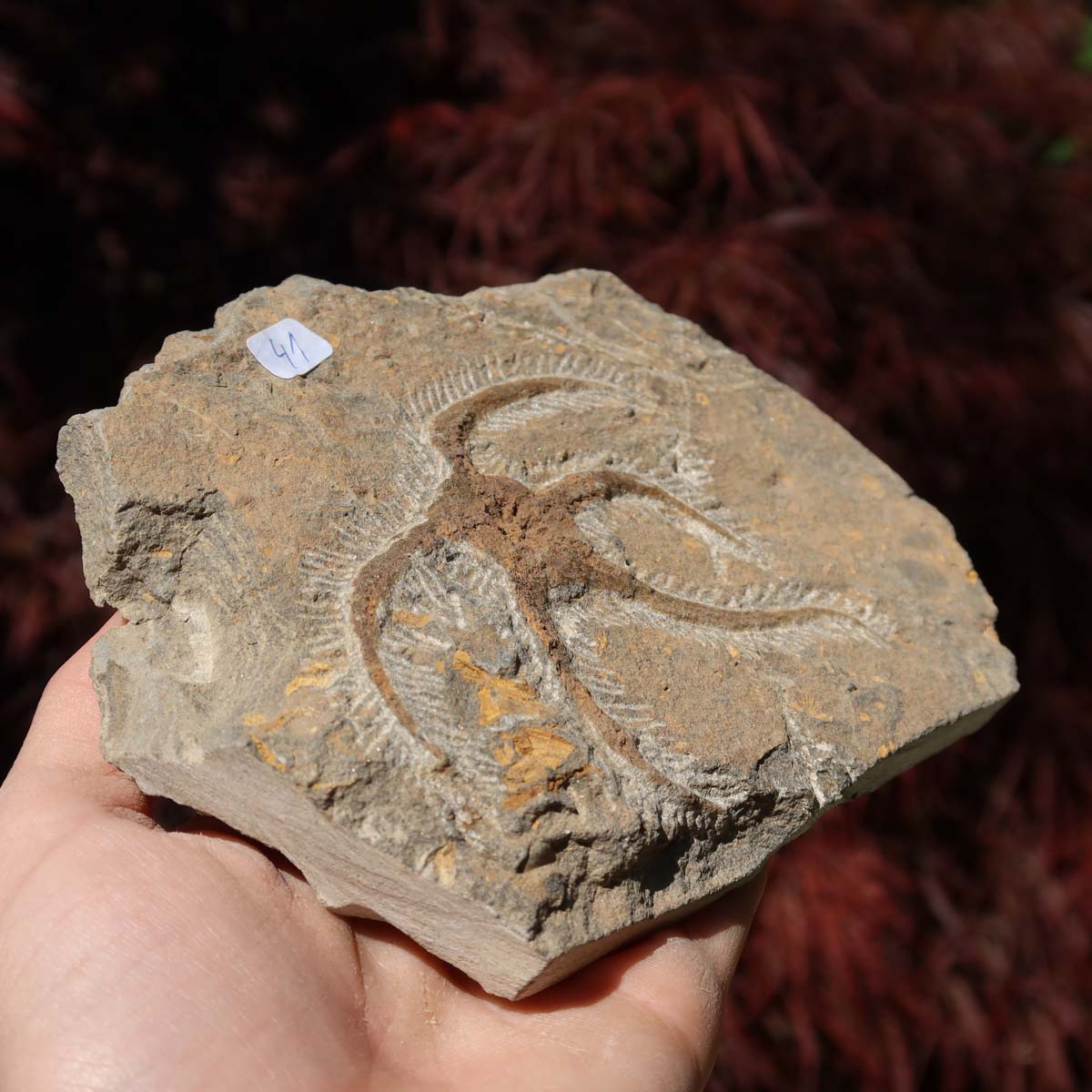 Versteinertes Fossil - Seestern (Schlangensterne Ophiura sp.) 465 Millionen Jahre - 18x10 cm - Nr. 41 in Hand gehalten