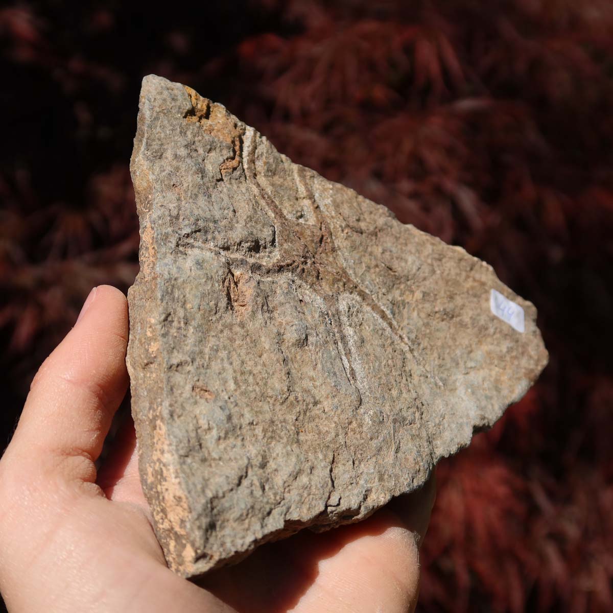 Versteinertes Fossil - Seestern (Schlangensterne Ophiura sp.) 465 Millionen Jahre - 15x12 cm - Nr. 44 in Hand gehalten