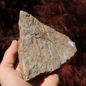 Versteinertes Fossil - Seestern (Schlangensterne Ophiura sp.) 465 Millionen Jahre - 15x12 cm - Nr. 44