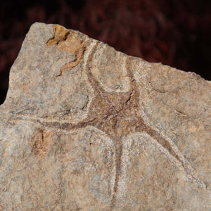 Versteinertes Fossil - Seestern (Schlangensterne Ophiura sp.) 465 Millionen Jahre - 15x12 cm - Nr. 44