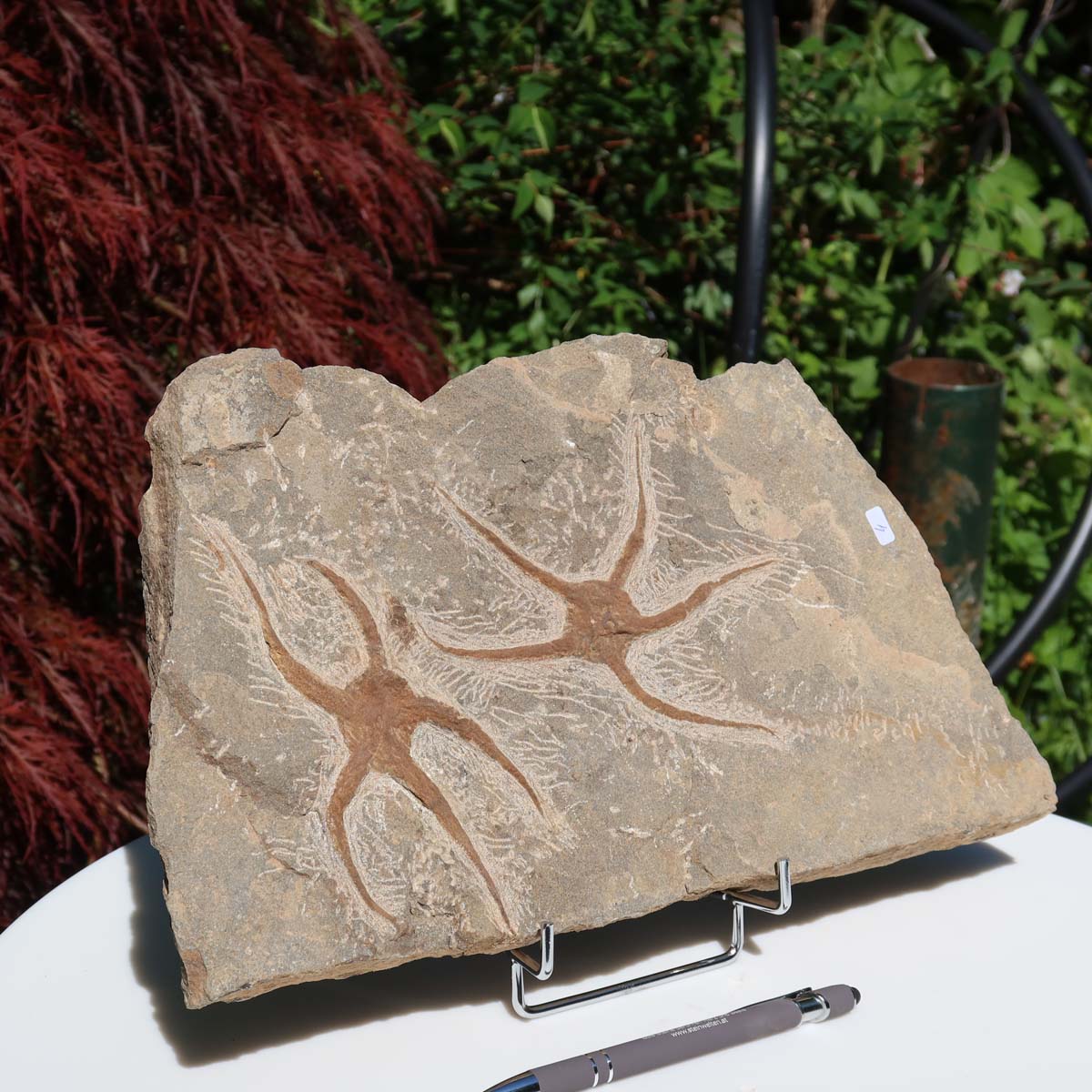 Versteinertes Fossil - Seestern (Schlangensterne Ophiura sp.) 465 Millionen Jahre - 34x19 cm - Nr. 4, naturbelassenes Kunstwerk