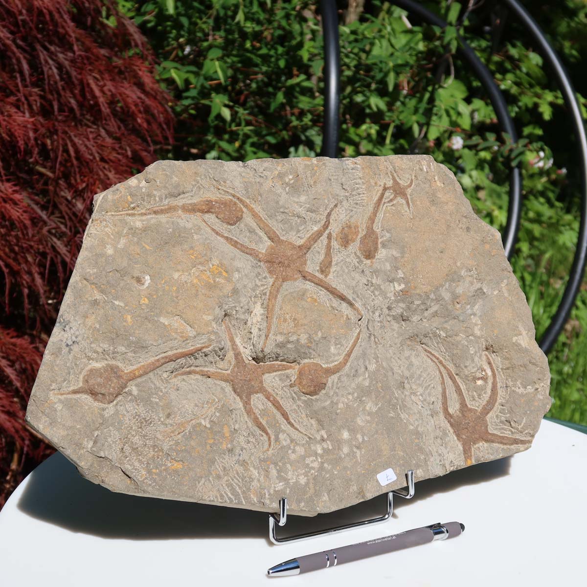 Versteinertes Fossil - Seestern (Schlangensterne Ophiura sp.) 465 Millionen Jahre - 38x24 cm - Nr. 7, ausgestellt im Freien.