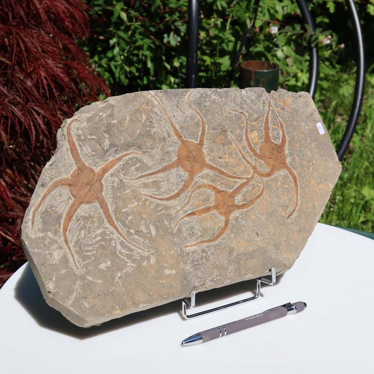 Versteinertes Fossil - Seestern (Schlangensterne Ophiura sp.) 465 Millionen Jahre - 38x20 cm - Nr. 8 auf Holzständer
