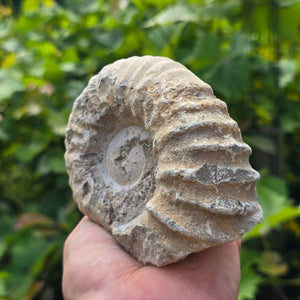 Ammonit - Echtes versteinertes Fossil - 100 Millionen Jahre alt - 12x10x5 cm - NR. 80