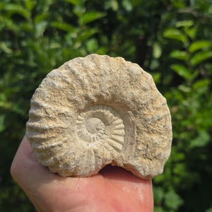 Ammonit - Echtes versteinertes Fossil - 100 Millionen Jahre alt - 10x8x5 cm - NR. 72
