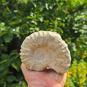Ammonit - Echtes versteinertes Fossil - 100 Millionen Jahre alt - 10x8x5 cm - NR. 72