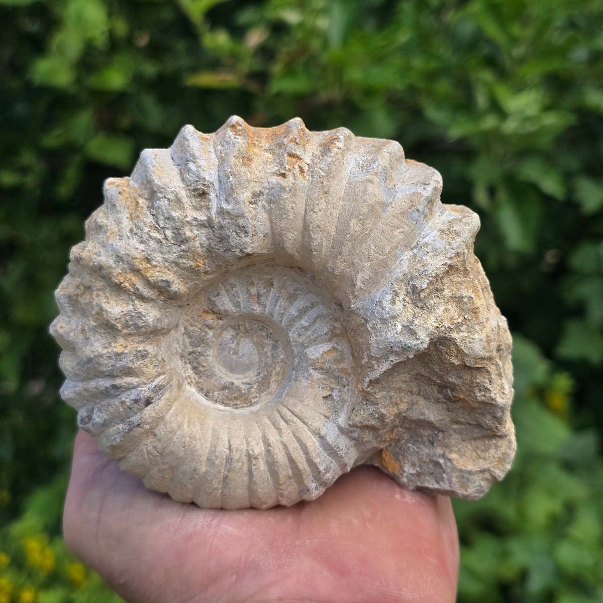 Ammonit - Echtes versteinertes Fossil - 100 Millionen Jahre alt - 12x10x6 cm - NR. 55