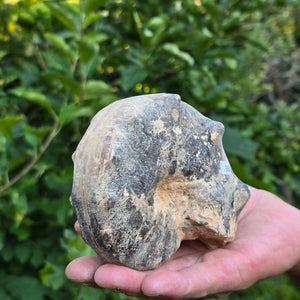 Ammonit - Echtes versteinertes Fossil - 100 Millionen Jahre alt - 13x10x6 cm - NR. 98