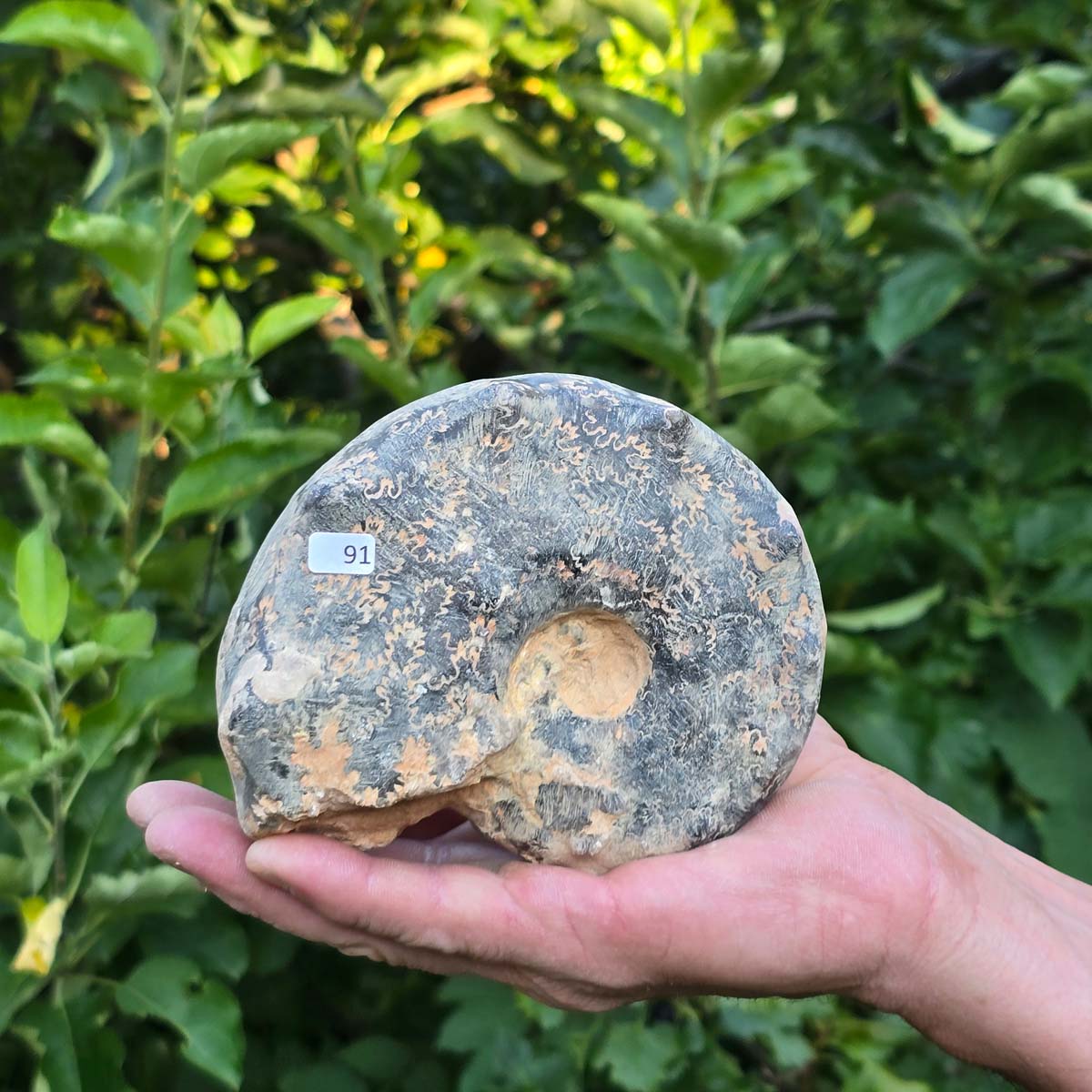 Ammonit - Echtes versteinertes Fossil - 100 Millionen Jahre alt - 13x11x6 cm - NR. 91