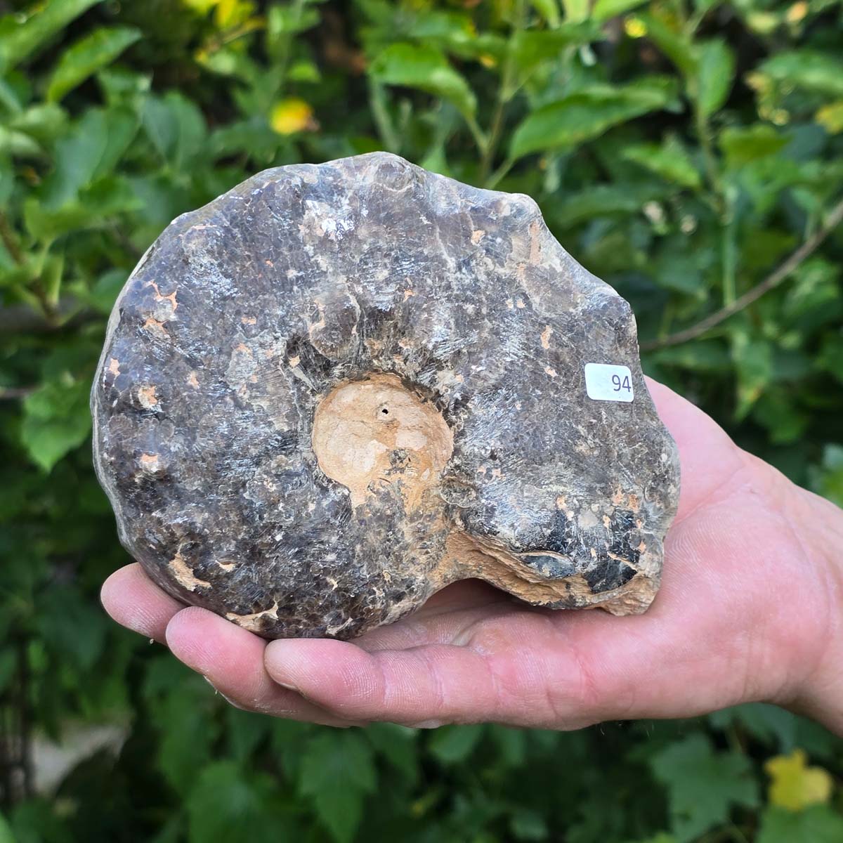 Ammonit - Echtes versteinertes Fossil - 100 Millionen Jahre alt - 13x11x6 cm - NR. 94