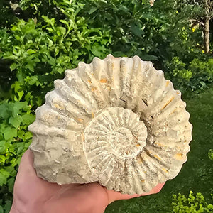 Ammonit - Echtes versteinertes Fossil - 100 Millionen Jahre alt - 15x12x6 cm - NR. 27