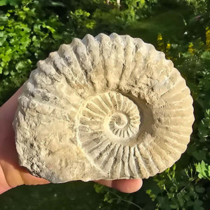 Ammonit - Echtes versteinertes Fossil - 100 Millionen Jahre alt - 16x13x6 cm - NR. 22