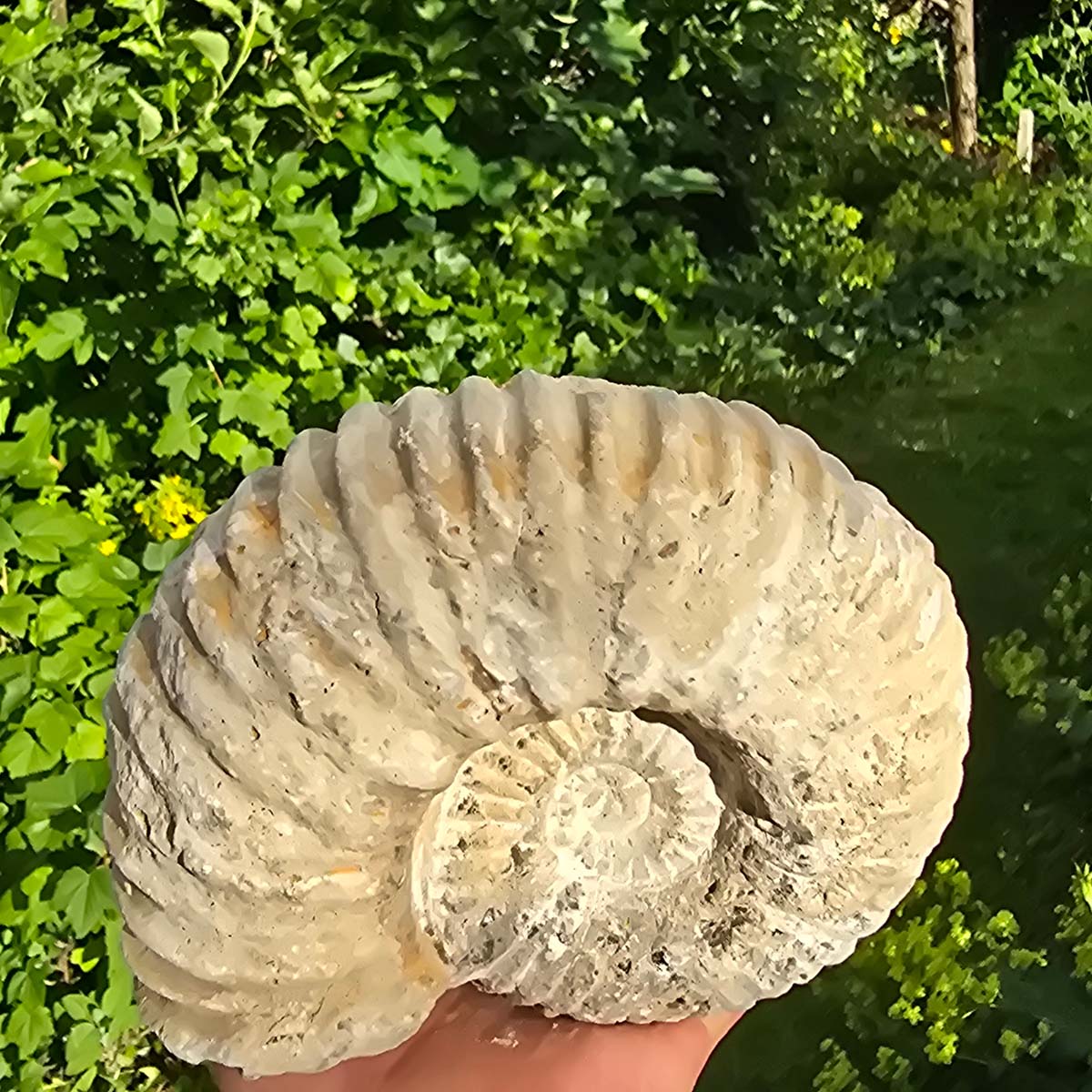 Ammonit - Echtes versteinertes Fossil - 100 Millionen Jahre alt - 16x14x8 cm - NR. 18