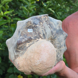 Ammonit - Echtes versteinertes Fossil - 100 Millionen Jahre alt - 19x16x14 cm - NR. 113