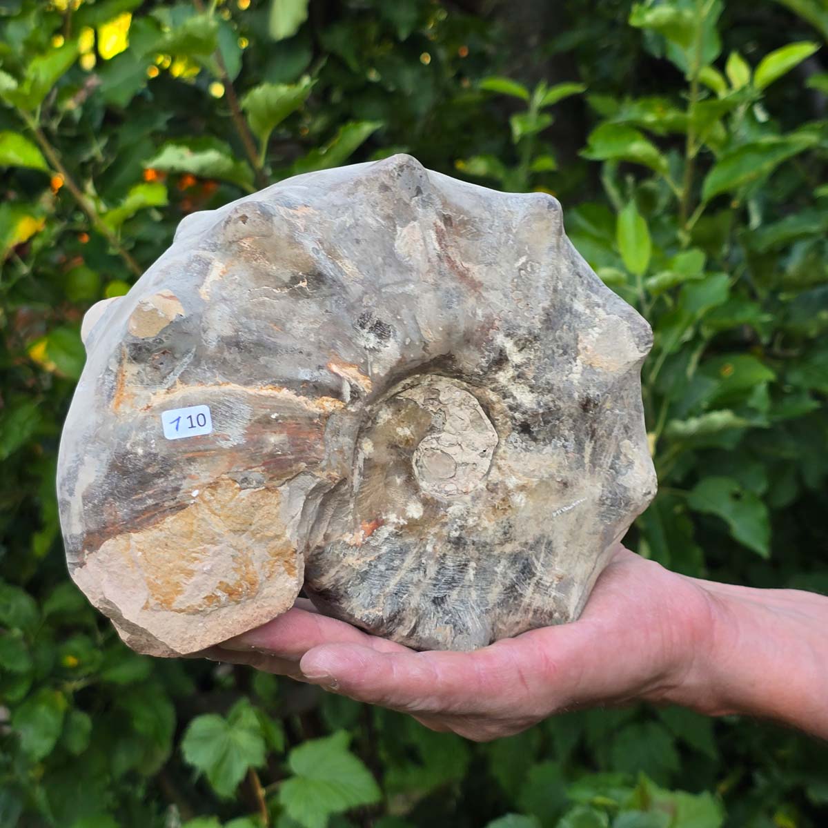 Ammonit - Echtes versteinertes Fossil - 100 Millionen Jahre alt - 19x16x8 cm - NR. 110