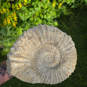Ammonit - Echtes versteinertes Fossil - 100 Millionen Jahre alt - 22x18x7 cm - NR. 5