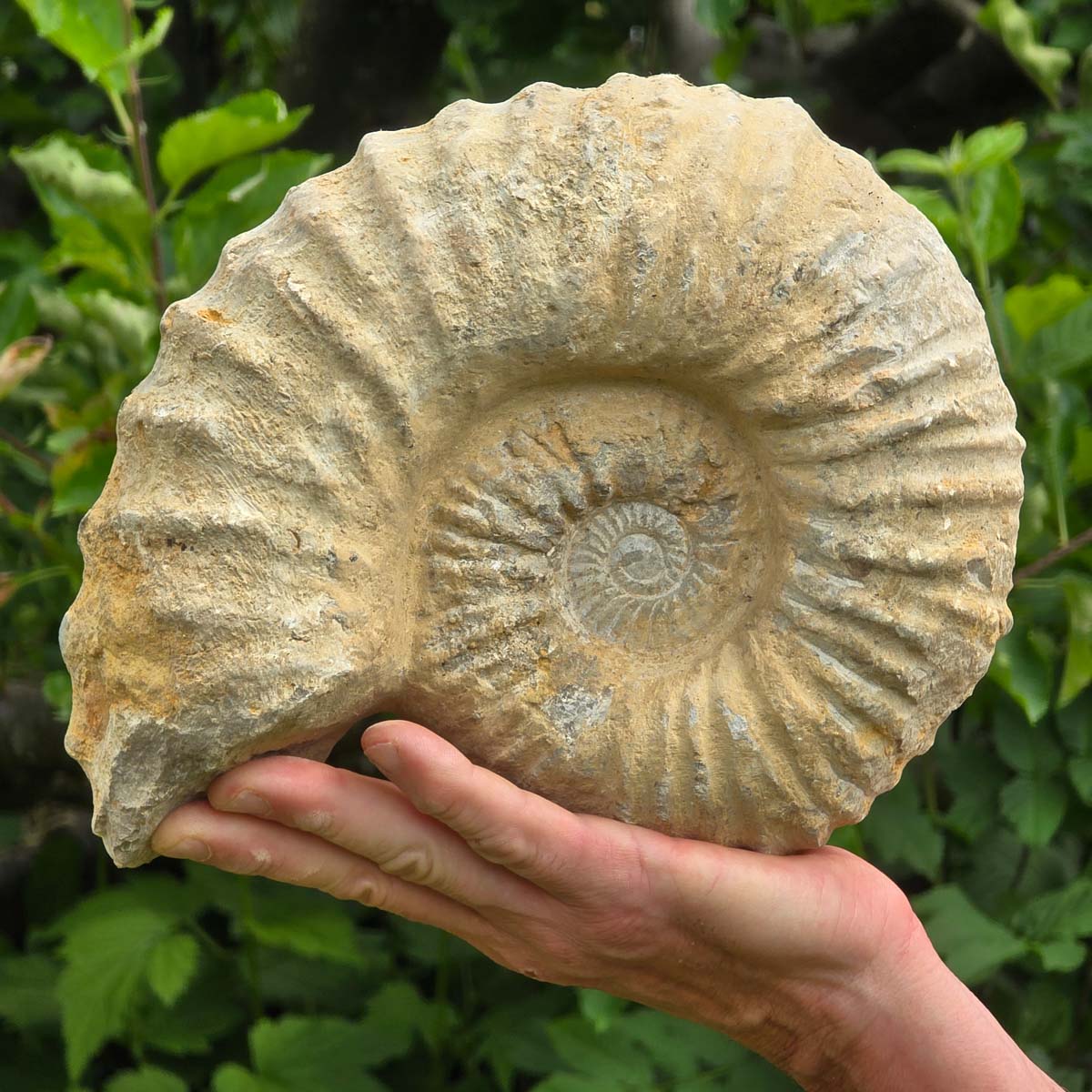 Ammonit - Echtes versteinertes Fossil - 100 Millionen Jahre alt - 24x20x10 cm - NR. 57
