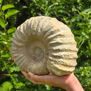 Ammonit - Echtes versteinertes Fossil - 100 Millionen Jahre alt - 24x20x10 cm - NR. 49