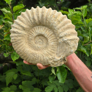 Ammonit - Echtes versteinertes Fossil - 100 Millionen Jahre alt - 24x20x10 cm - NR. 63