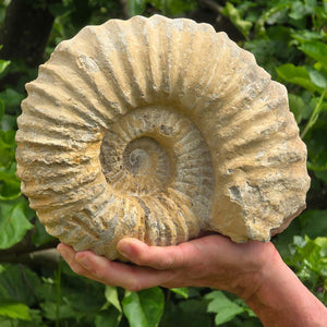 Ammonit - Echtes versteinertes Fossil - 100 Millionen Jahre alt - 24x20x11 cm - NR. 54