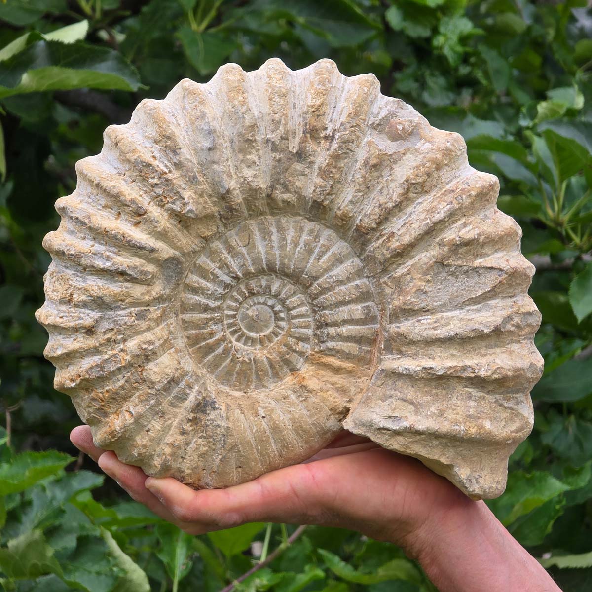 Ammonit - Echtes versteinertes Fossil - 100 Millionen Jahre alt - 24x20x8 cm - NR. 42