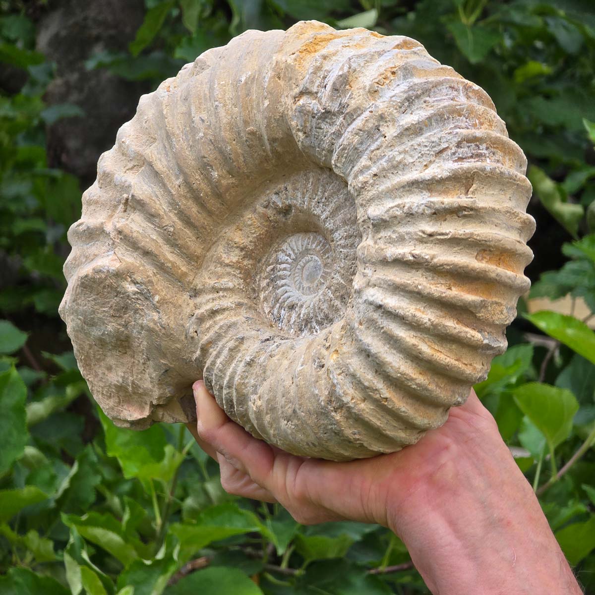 Ammonit - Echtes versteinertes Fossil - 100 Millionen Jahre alt - 25x19x10 cm - NR. 85
