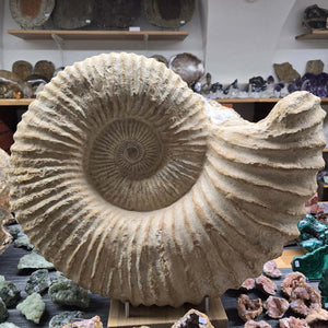 Ammonit - Echtes versteinertes Fossil - 100 Millionen Jahre alt - 57x49x29 cm - NR. 70