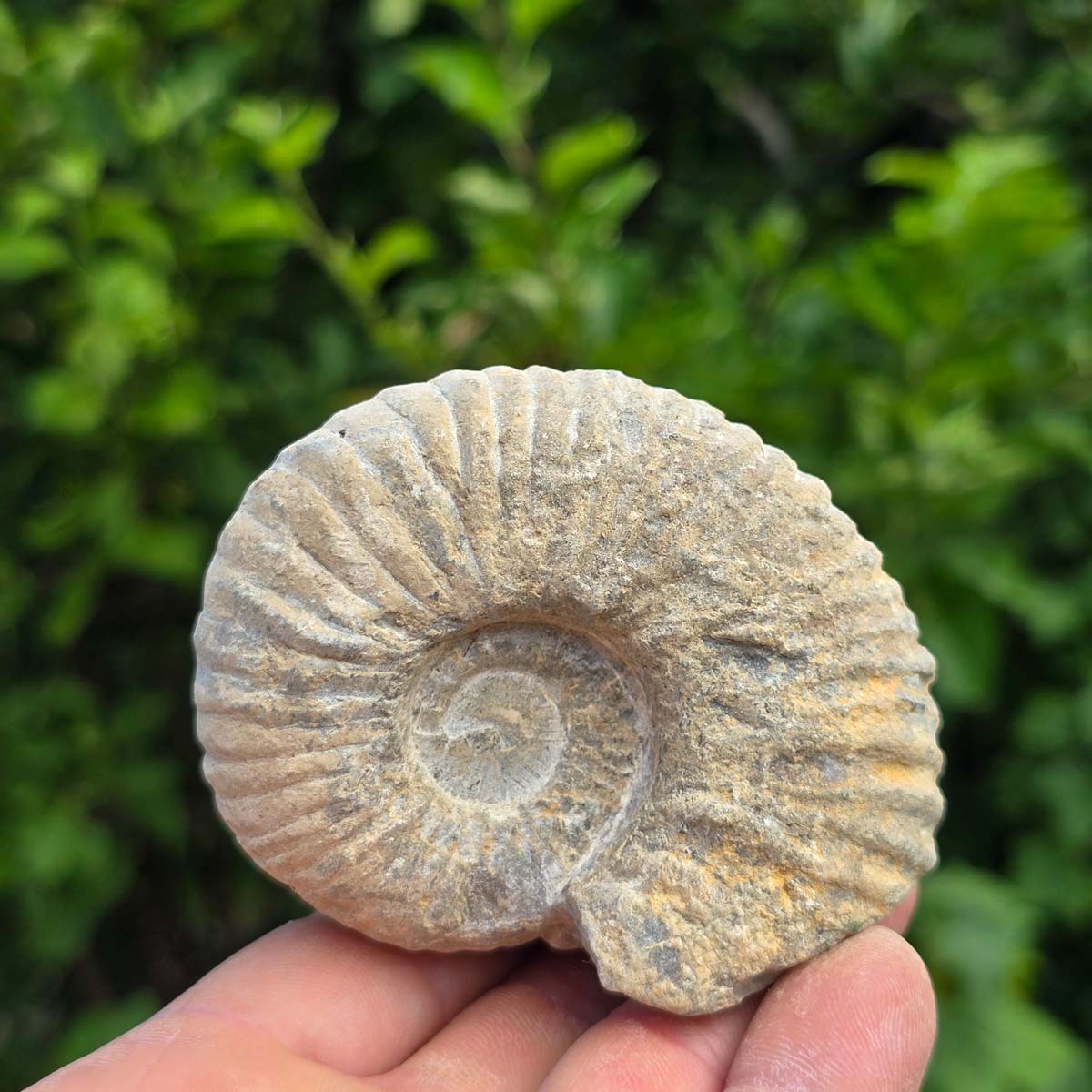 Ammonit - Echtes versteinertes Fossil - 100 Millionen Jahre alt - 8x7x6 cm - NR. 41