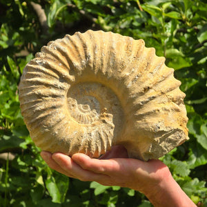 Ammonit - Echtes versteinertes Fossil - 100 Millionen Jahre alt - 24x18x10 cm - NR. 50
