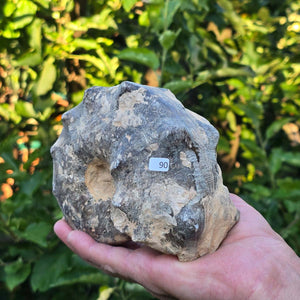 Ammonit - Echtes versteinertes Fossil - 100 Millionen Jahre alt - 15x12x7 cm - NR. 90