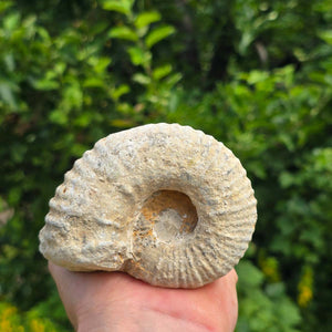 Ammonit - Echtes versteinertes Fossil - 100 Millionen Jahre alt - 9x7x5 cm - NR. 74