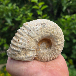 Ammonit - Echtes versteinertes Fossil - 100 Millionen Jahre alt - 9x7x5 cm - NR. 74