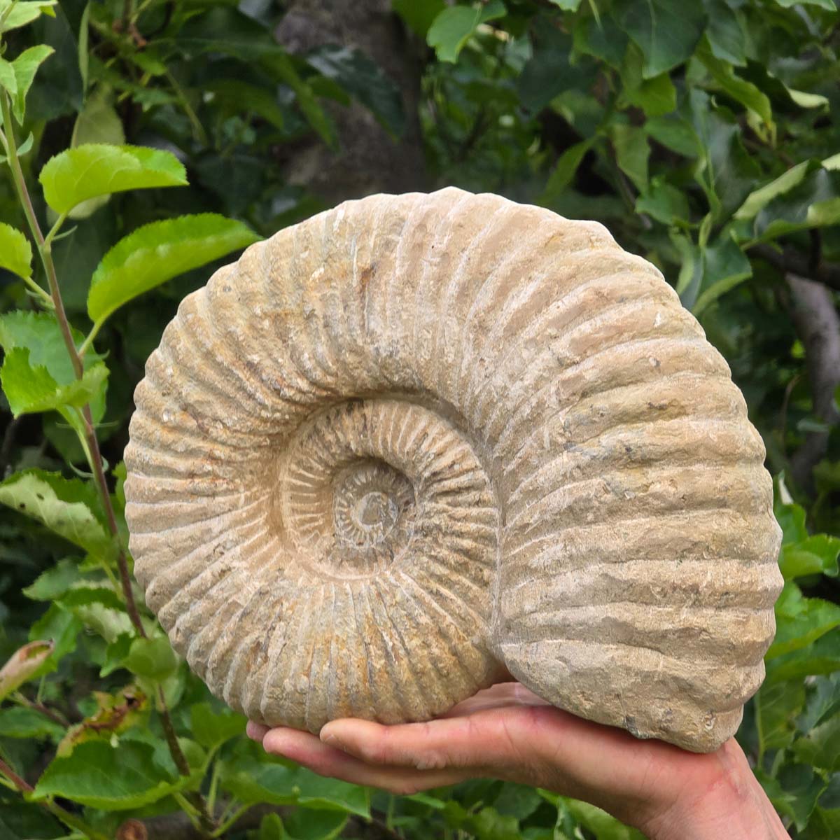 Ammonit - Echtes versteinertes Fossil - 100 Millionen Jahre alt - 26x21x8 cm - NR. 35