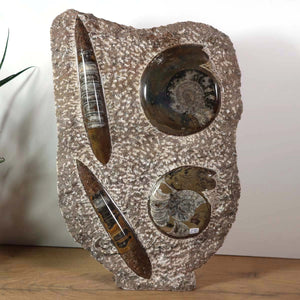 Ammonit - Versteinertes echtes Fossil mit Natursteinsockel, 38 x 27 cm - Nr. 22 auf Holzuntergrund.