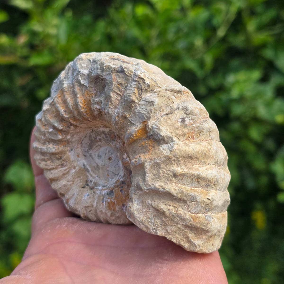 Ammonit - Echtes versteinertes Fossil - 100 Millionen Jahre alt - 11x8x5 cm - NR. 73