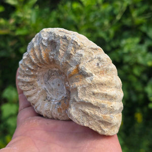 Ammonit - Echtes versteinertes Fossil - 100 Millionen Jahre alt - 11x8x5 cm - NR. 73